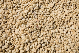 A large quantity of light-colored coffee beans, spread out uniformly across the entire surface. The beans appear raw, with a pale yellowish hue and a dry texture.