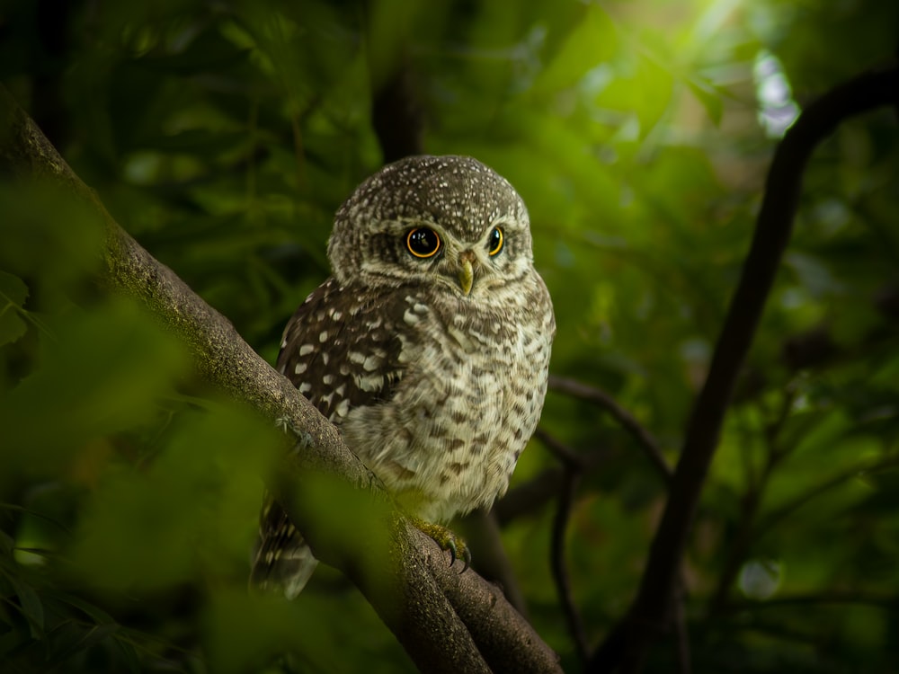 a small owl sitting on a branch of a tree