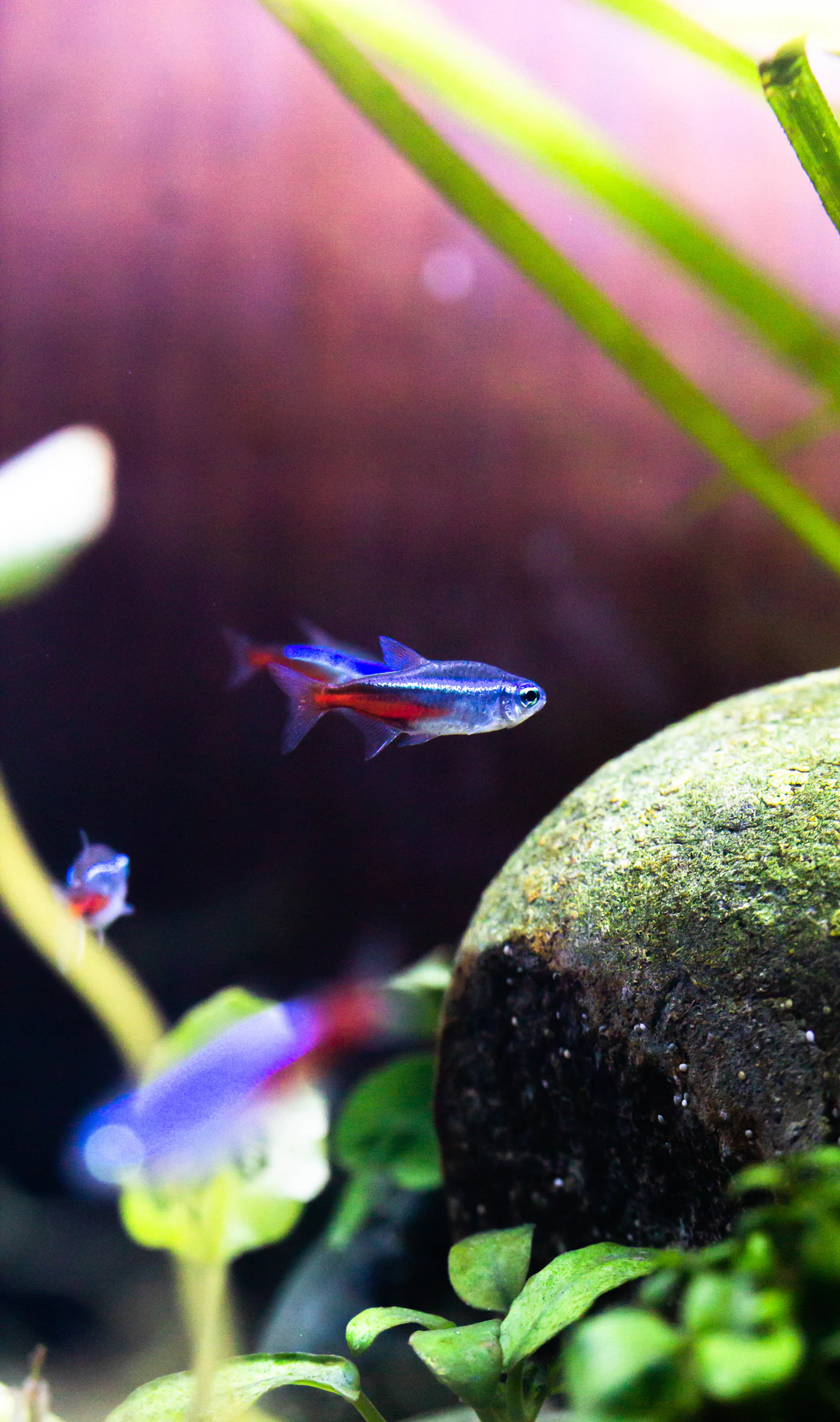 Pez neón de color azul y rojo brillante en un acuario