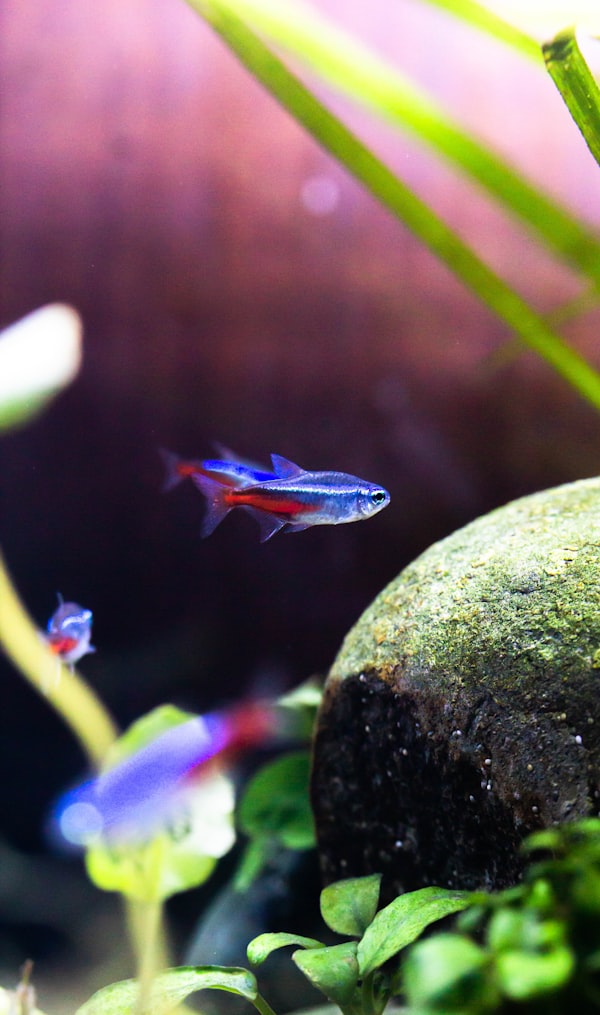 Bunter kleiner Aquariumfisch