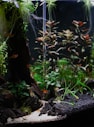 a fish tank filled with plants and water