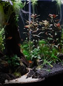 An aquarium scene featuring lush green aquatic plants and small orange fish swimming among the foliage. The base of the aquarium is lined with dark rocks and sandy substrate. The plants provide a dense, natural look with varying shades of green and hints of red.