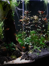 a fish tank filled with plants and water