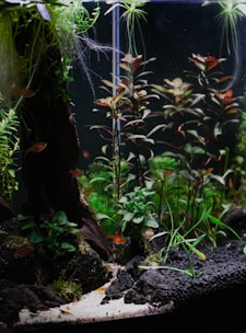 An aquarium scene featuring lush green aquatic plants and small orange fish swimming among the foliage. The base of the aquarium is lined with dark rocks and sandy substrate. The plants provide a dense, natural look with varying shades of green and hints of red.
