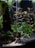 An aquarium scene featuring lush green aquatic plants and small orange fish swimming among the foliage. The base of the aquarium is lined with dark rocks and sandy substrate. The plants provide a dense, natural look with varying shades of green and hints of red.
