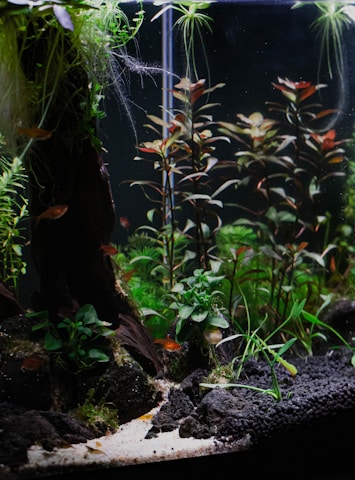 An aquarium scene featuring lush green aquatic plants and small orange fish swimming among the foliage. The base of the aquarium is lined with dark rocks and sandy substrate. The plants provide a dense, natural look with varying shades of green and hints of red.