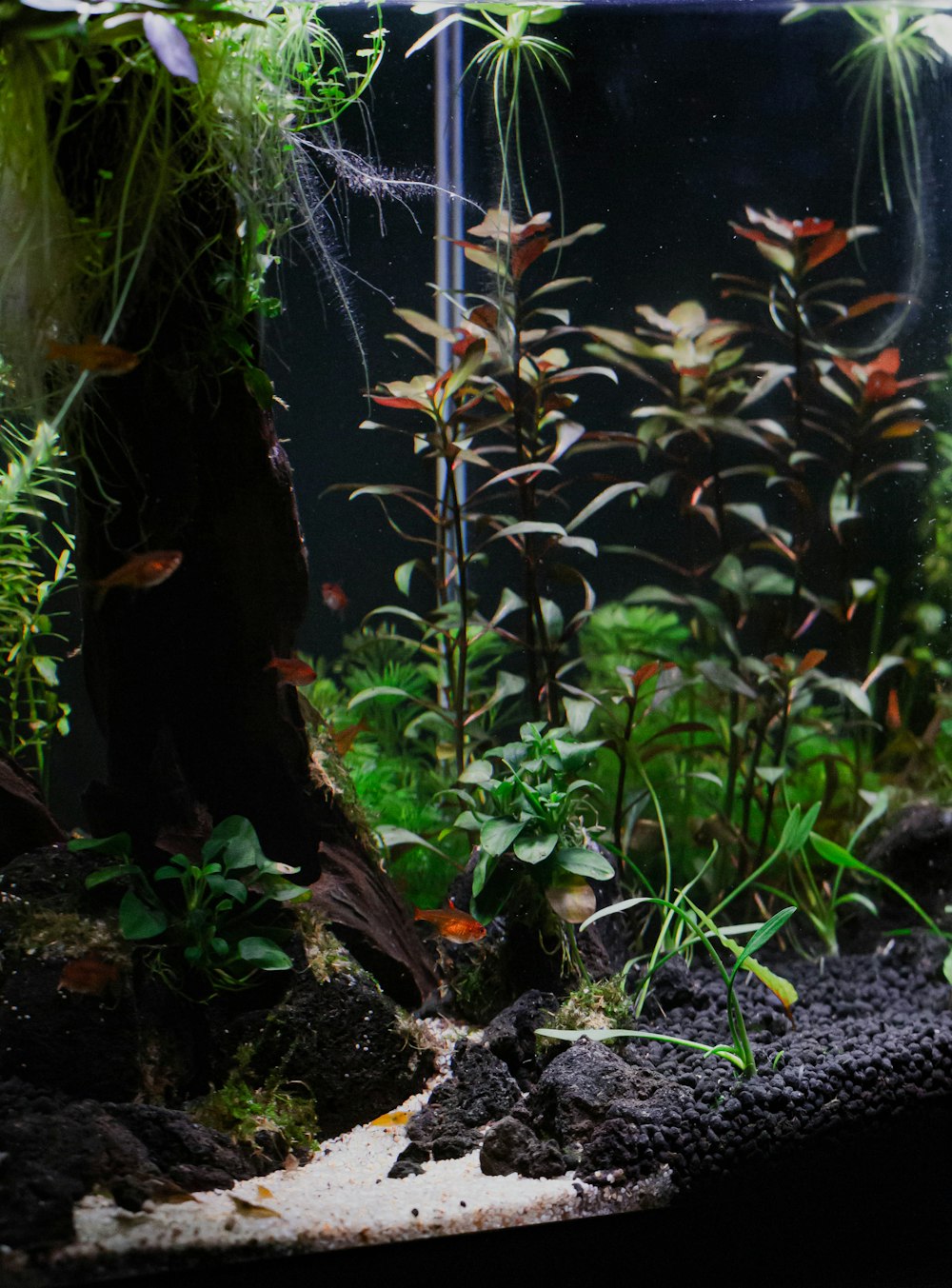 a fish tank filled with plants and water