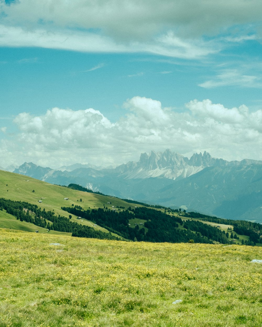 a herd of sheep grazing on a lush green hillside