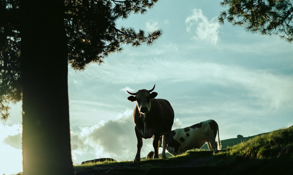 a couple of cows that are standing in the grass