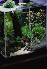 a fish tank filled with water and plants
