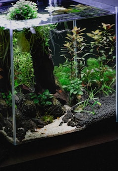a fish tank filled with water and plants