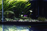 a fish tank filled with plants and rocks