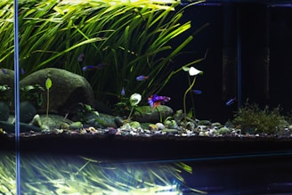 An aquarium scene with vibrant green aquatic plants covering the background. Decorative rocks are scattered across the substrate, along with some smaller pebbles. Brightly colored fish, including a Betta, are swimming amidst the plants.