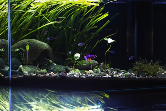 An aquarium scene with vibrant green aquatic plants covering the background. Decorative rocks are scattered across the substrate, along with some smaller pebbles. Brightly colored fish, including a Betta, are swimming amidst the plants.