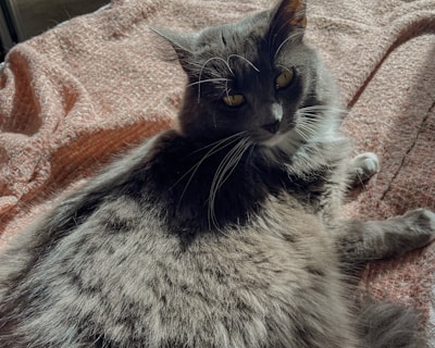 A sleek gray cat with a fresh grooming cut, lounging gracefully on a pastel blue blanket.