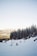 Snowboarders and skiers glide down a snowy mountain slope surrounded by tall pine trees covered in snow. In the background, distant mountains are visible under a clear sky, with hints of sunlight casting a soft glow.