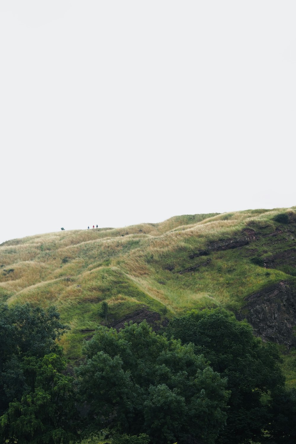 a herd of sheep grazing on a lush green hillside