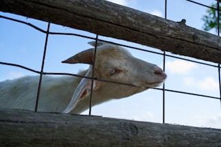 A friendly goat peeking curiously over a rustic wooden fence on a sunny day