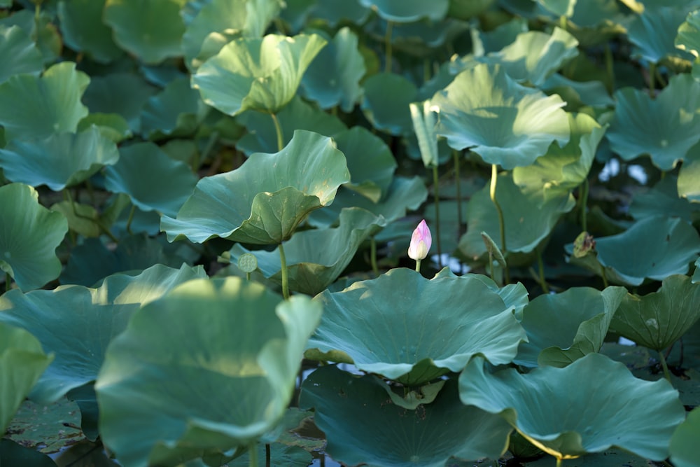 a pink flower is in the middle of a large group of green leaves