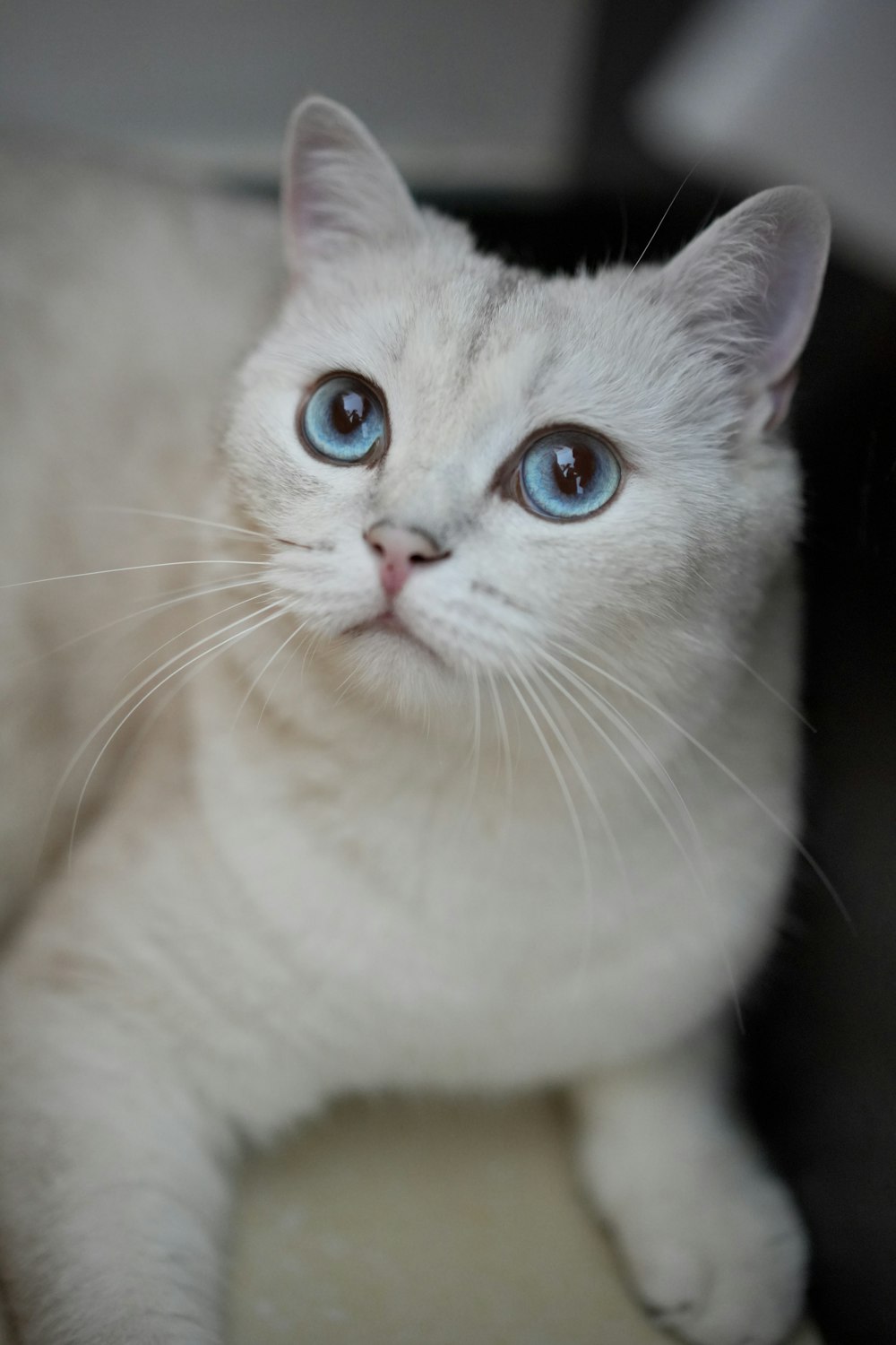 a white cat with blue eyes laying down