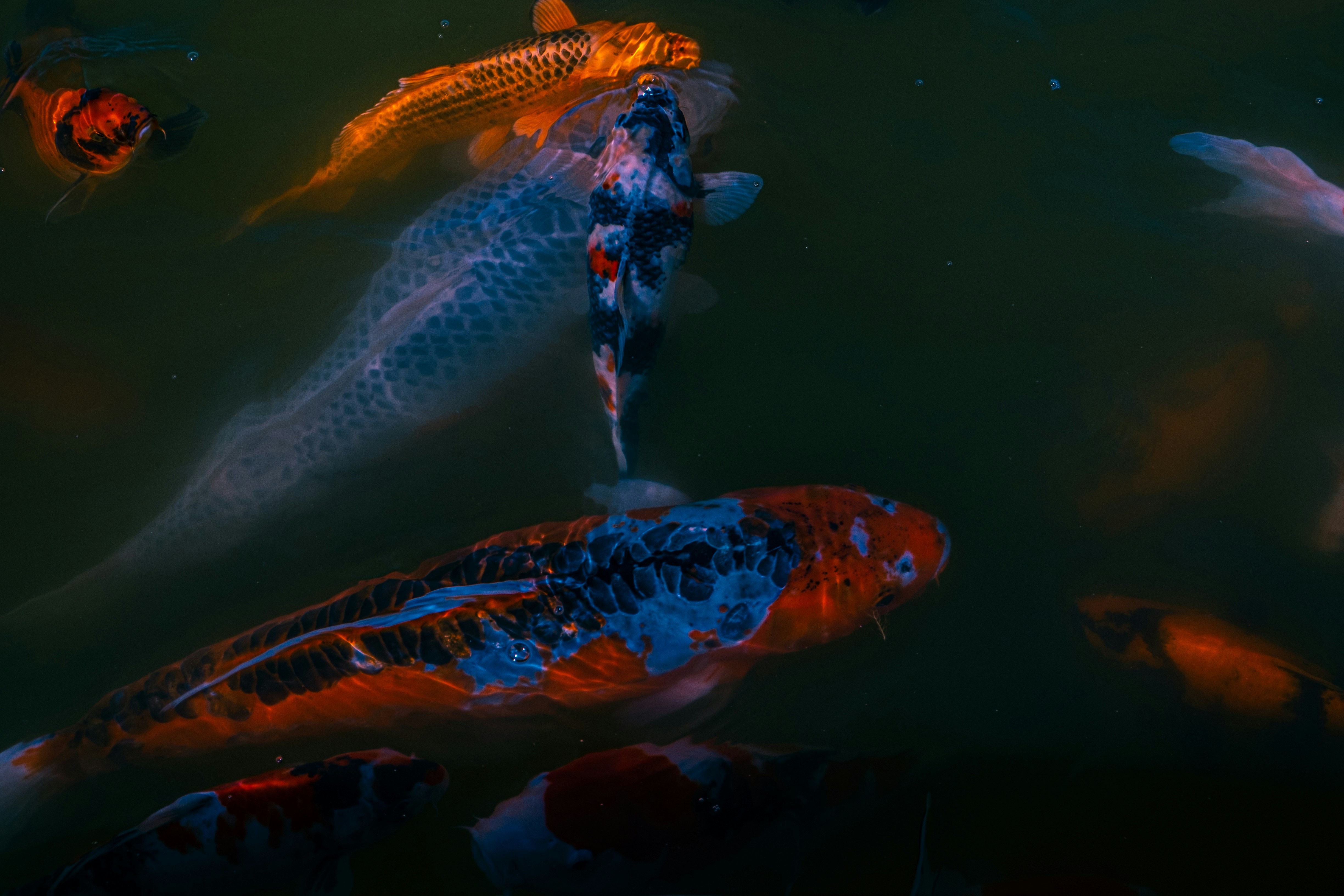 sekelompok ikan berenang di kolam