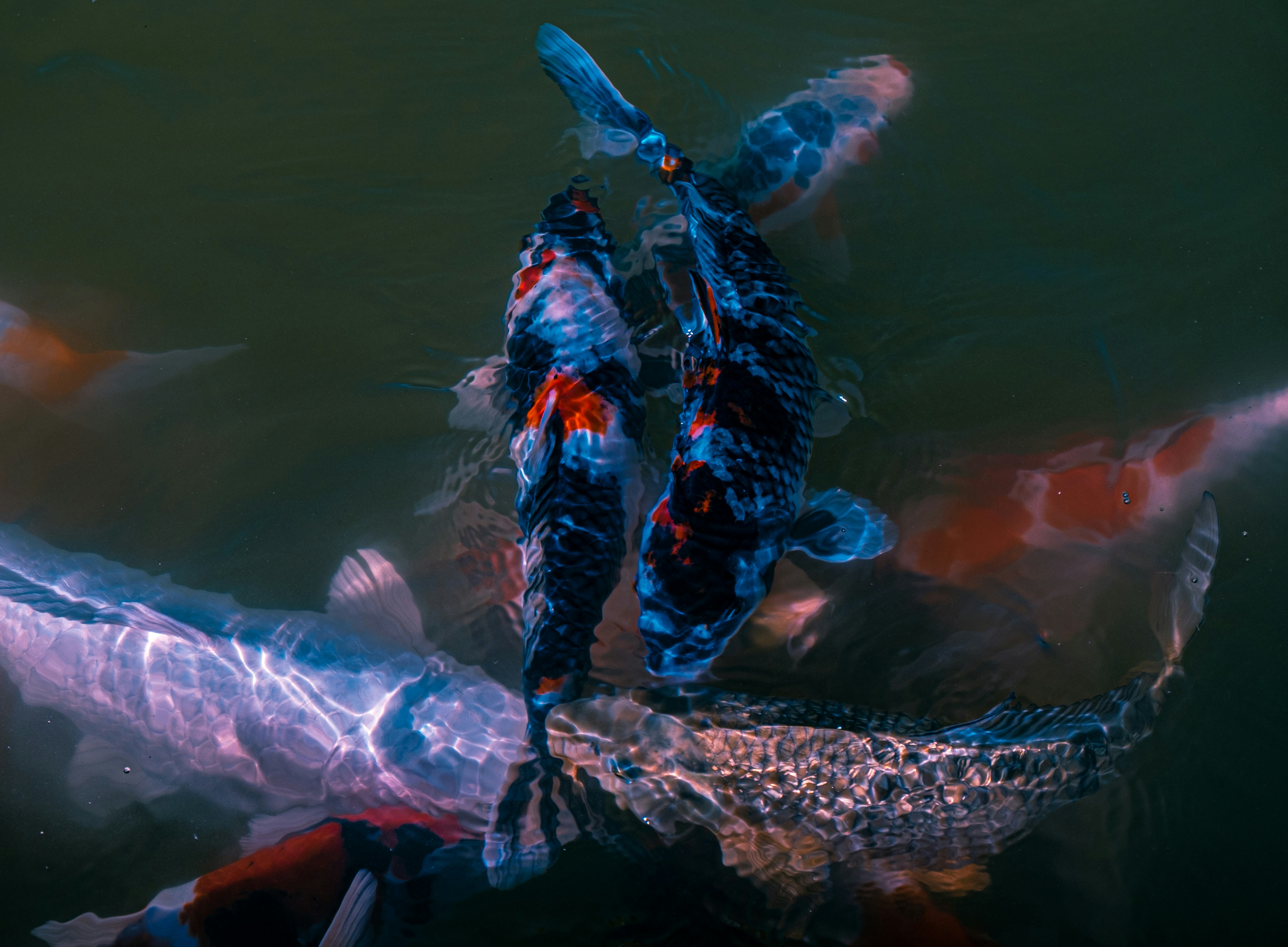 Sekelompok ikan koi berenang di kolam