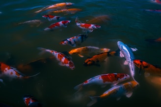 A group of vividly colored koi fish swimming together in a pond. The water is a dark, murky green, providing a contrasted background to the bright reds, oranges, whites, and blacks of the fish.