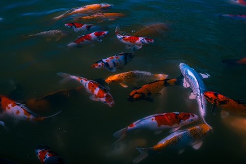A group of vividly colored koi fish swimming together in a pond. The water is a dark, murky green, providing a contrasted background to the bright reds, oranges, whites, and blacks of the fish.
