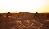 A majestic desert landscape with camels walking at sunset.