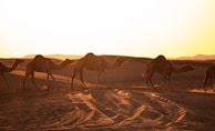 A group enjoying a desert safari at golden hour with camels and sand dunes.