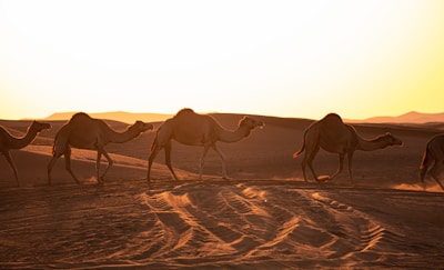 A group enjoying camel riding along golden sandy dunes at sunset.