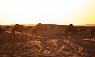 A group enjoying camel riding along golden sandy dunes at sunset.