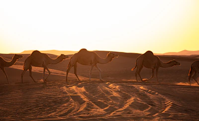 Sunset over the Dubai desert with camels walking along the dunes.