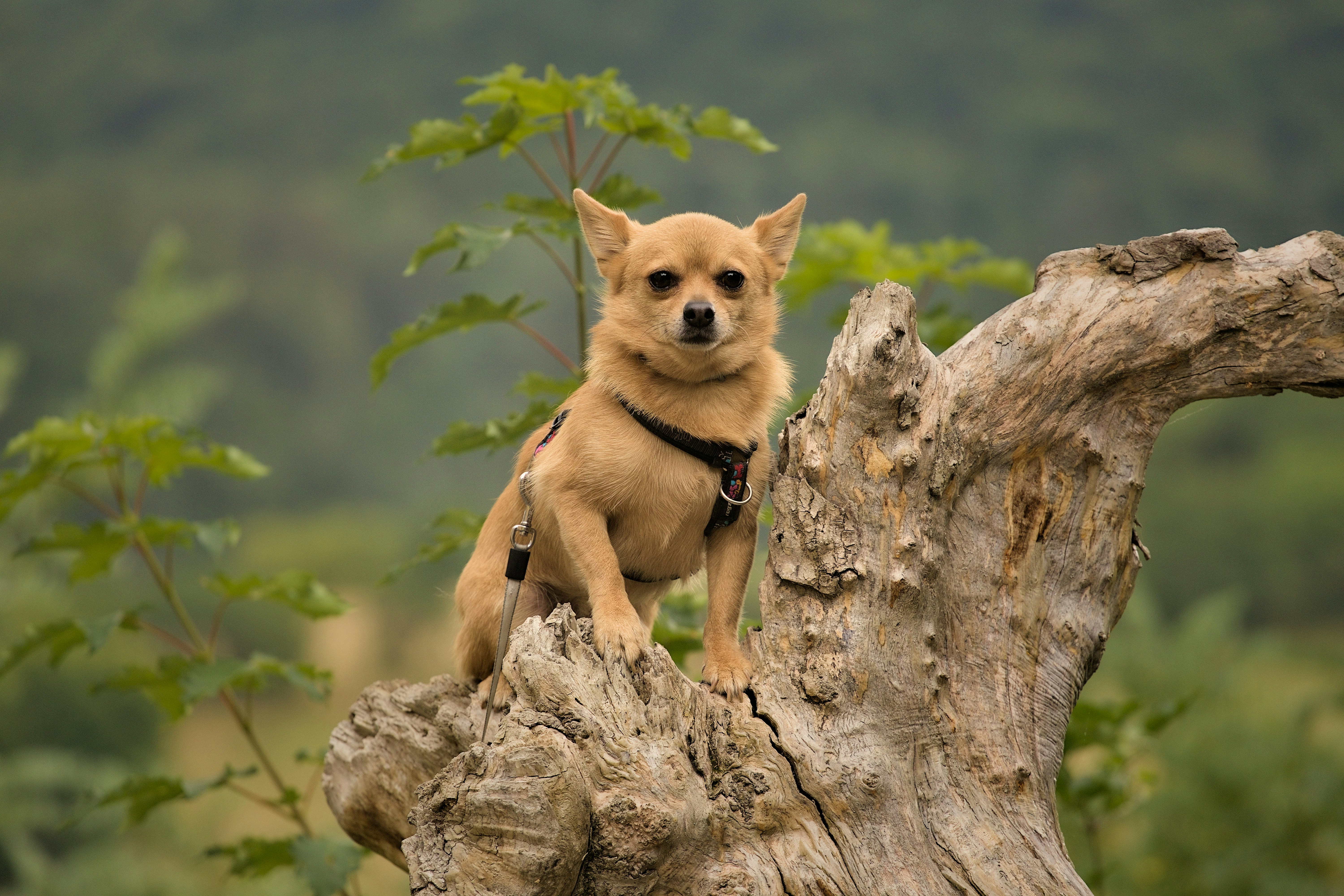 a small dog sitting on top of a tree stump