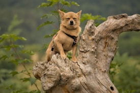 A small, light-brown dog wearing a harness perches on a large piece of weathered driftwood. The background features soft-focus green foliage, creating a natural and peaceful setting.
