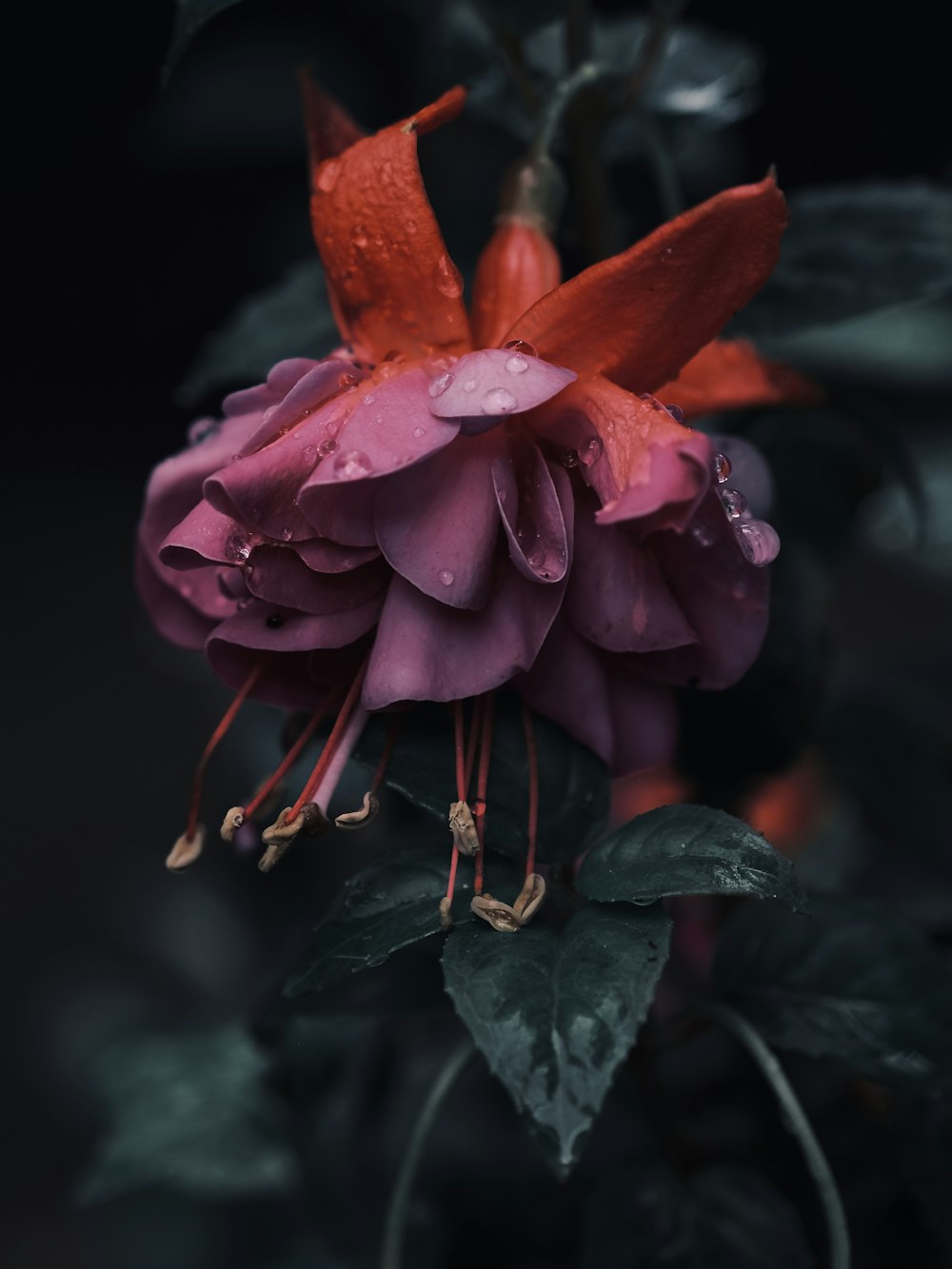 a close up of a flower with water droplets on it