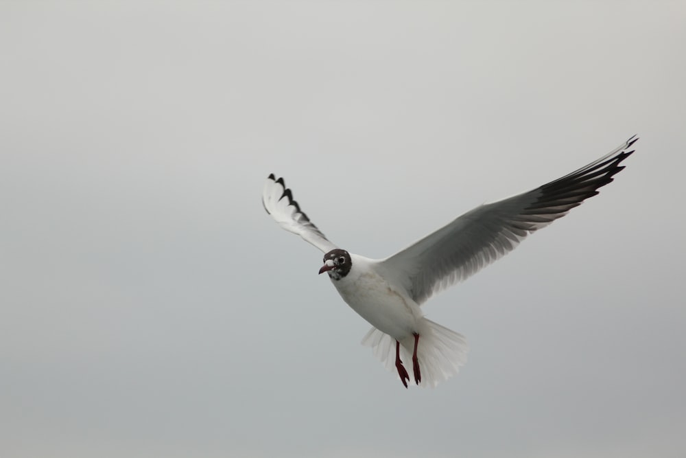 a white bird flying through a gray sky