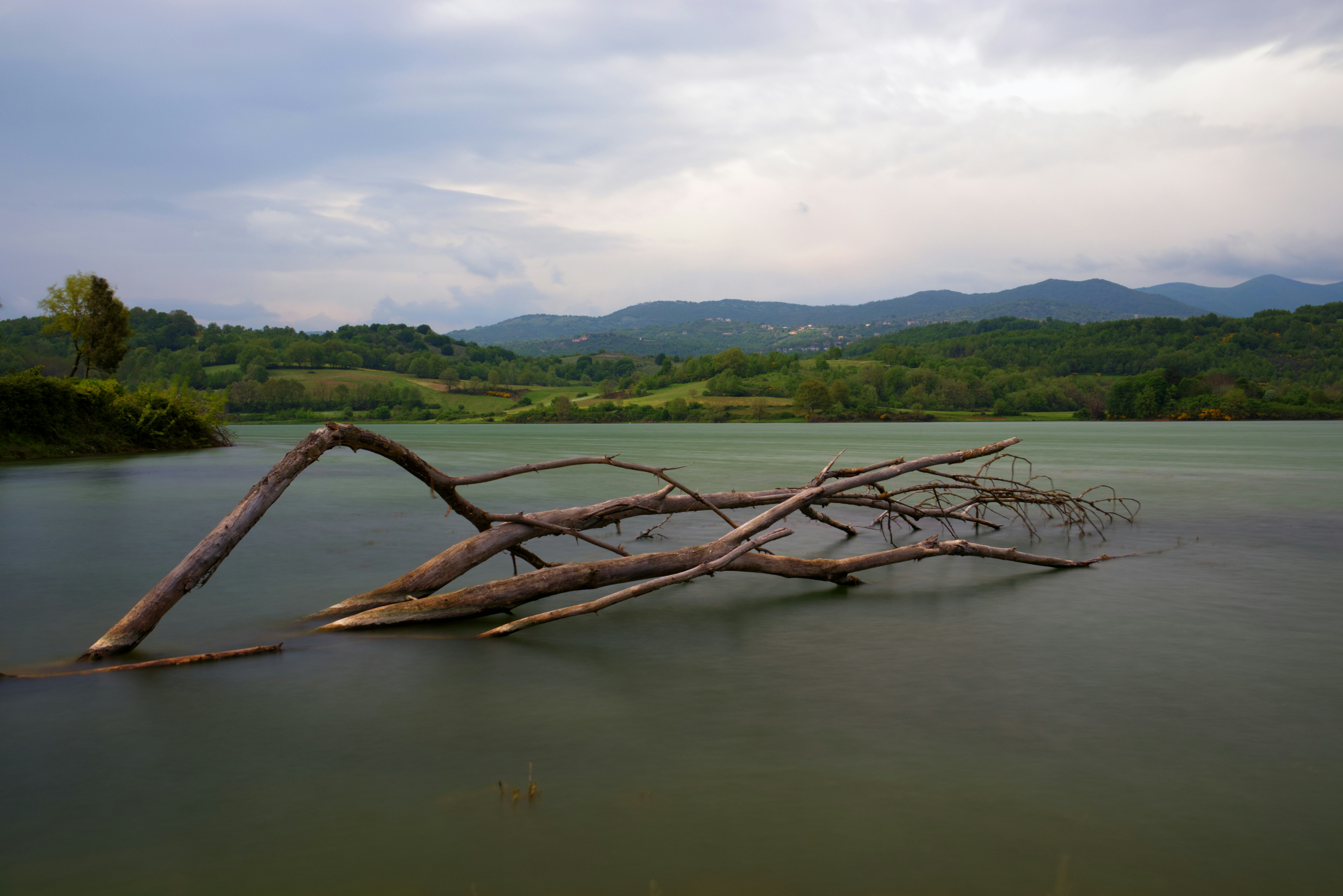A fallen tree laying in the middle of a lake photo – Free Fiuggi Image ...