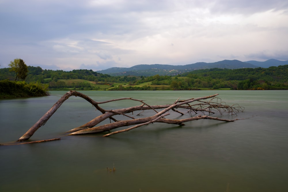 a fallen tree laying in the middle of a lake