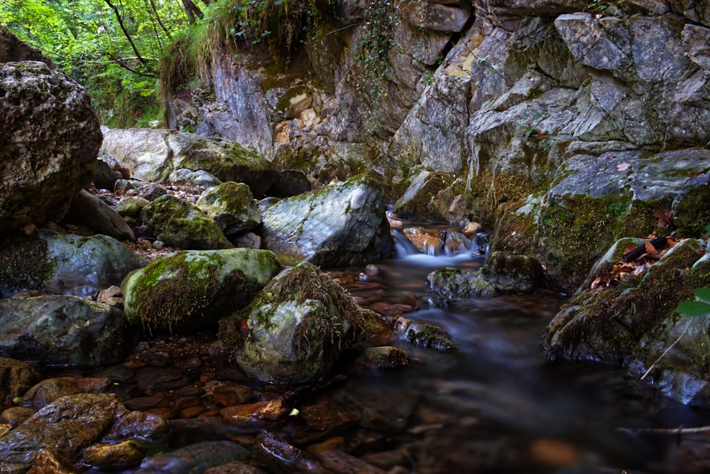 a stream running through a lush green forest