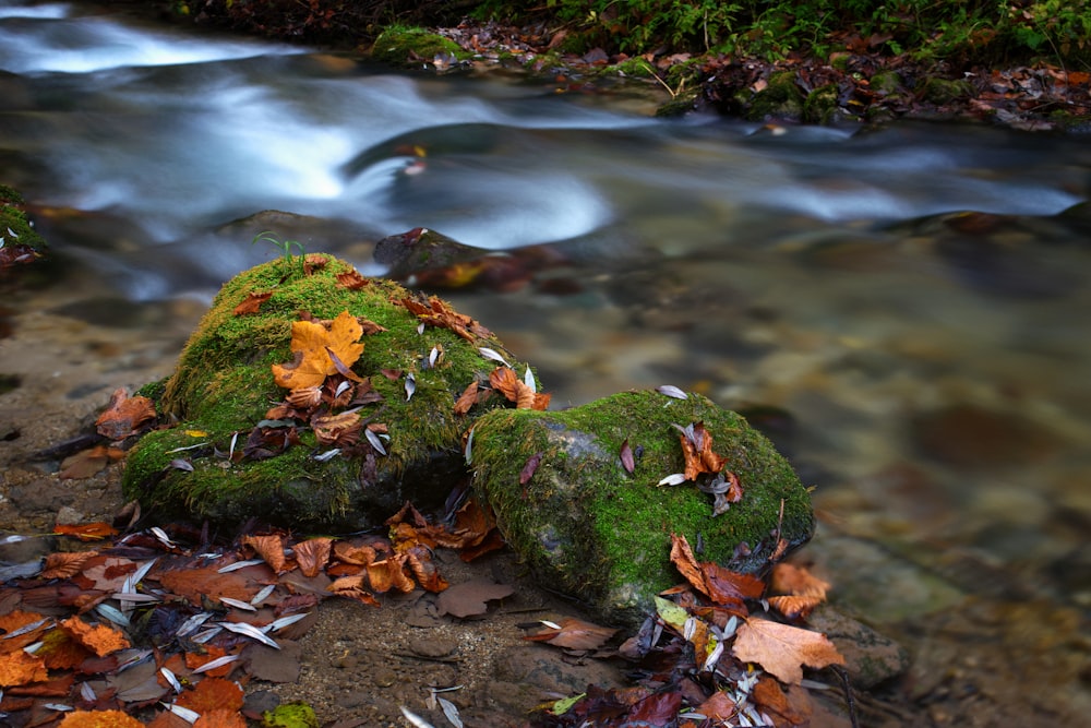 a stream running through a lush green forest