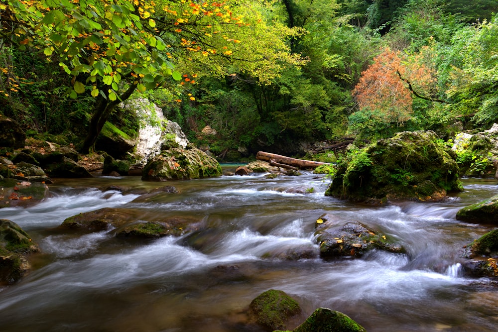 a river running through a lush green forest