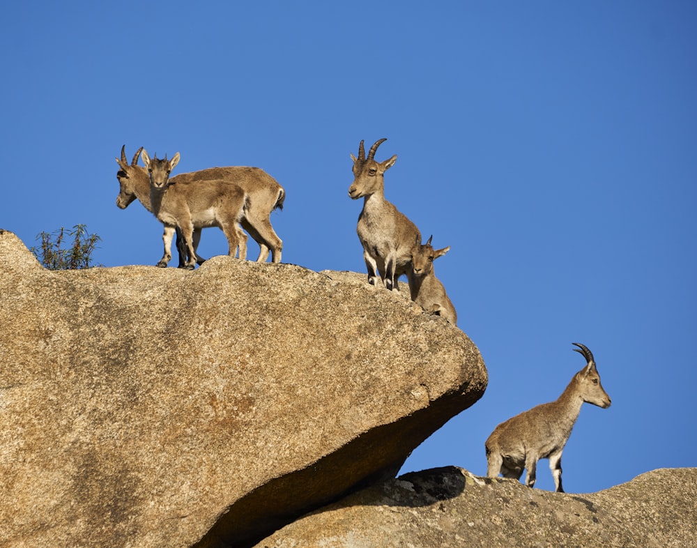a group of goats standing on top of a large rock