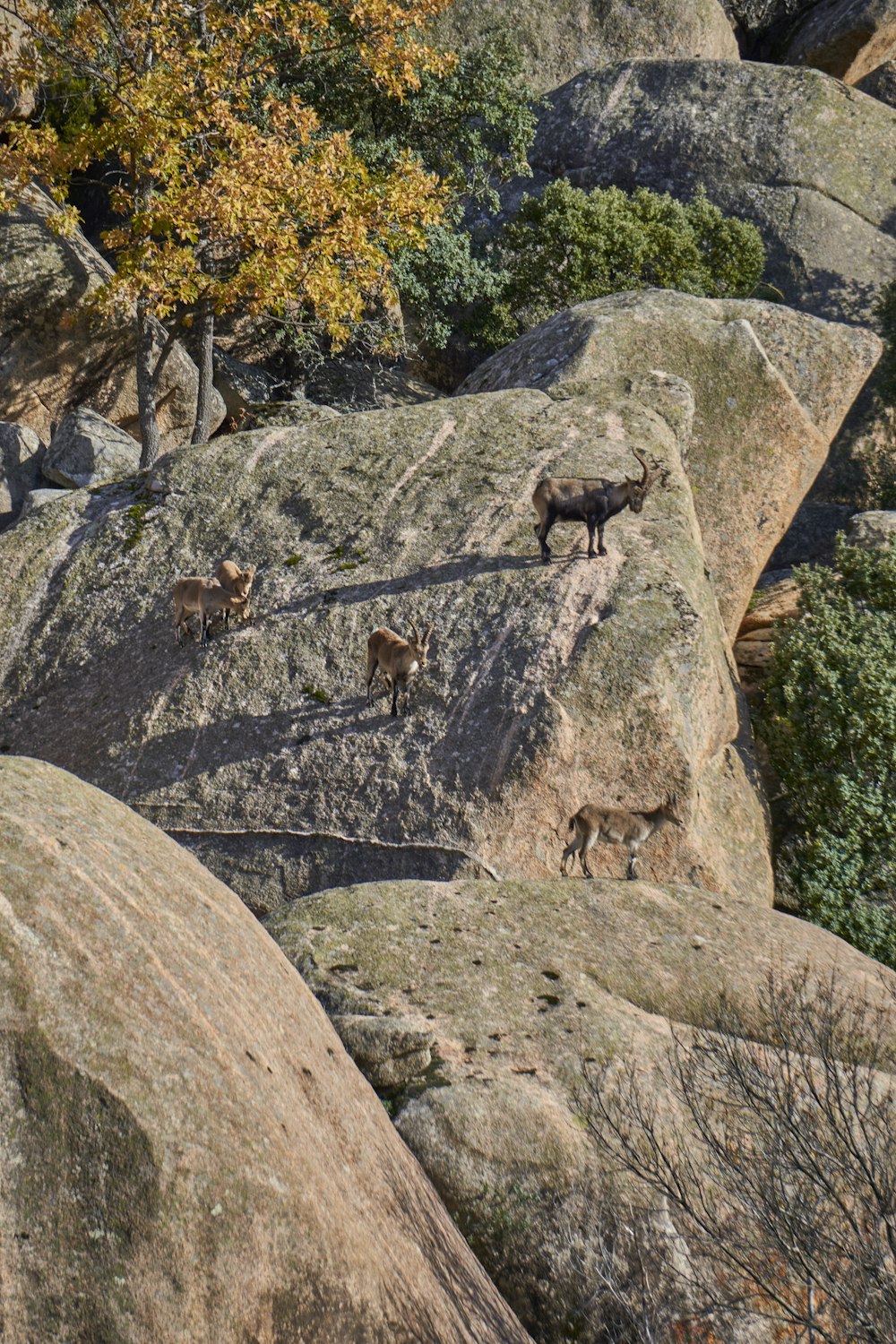 a couple of animals that are standing on some rocks