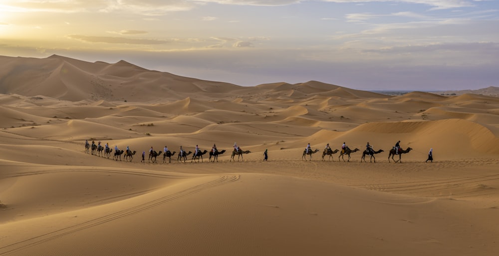 a group of people riding on the backs of camels in the desert