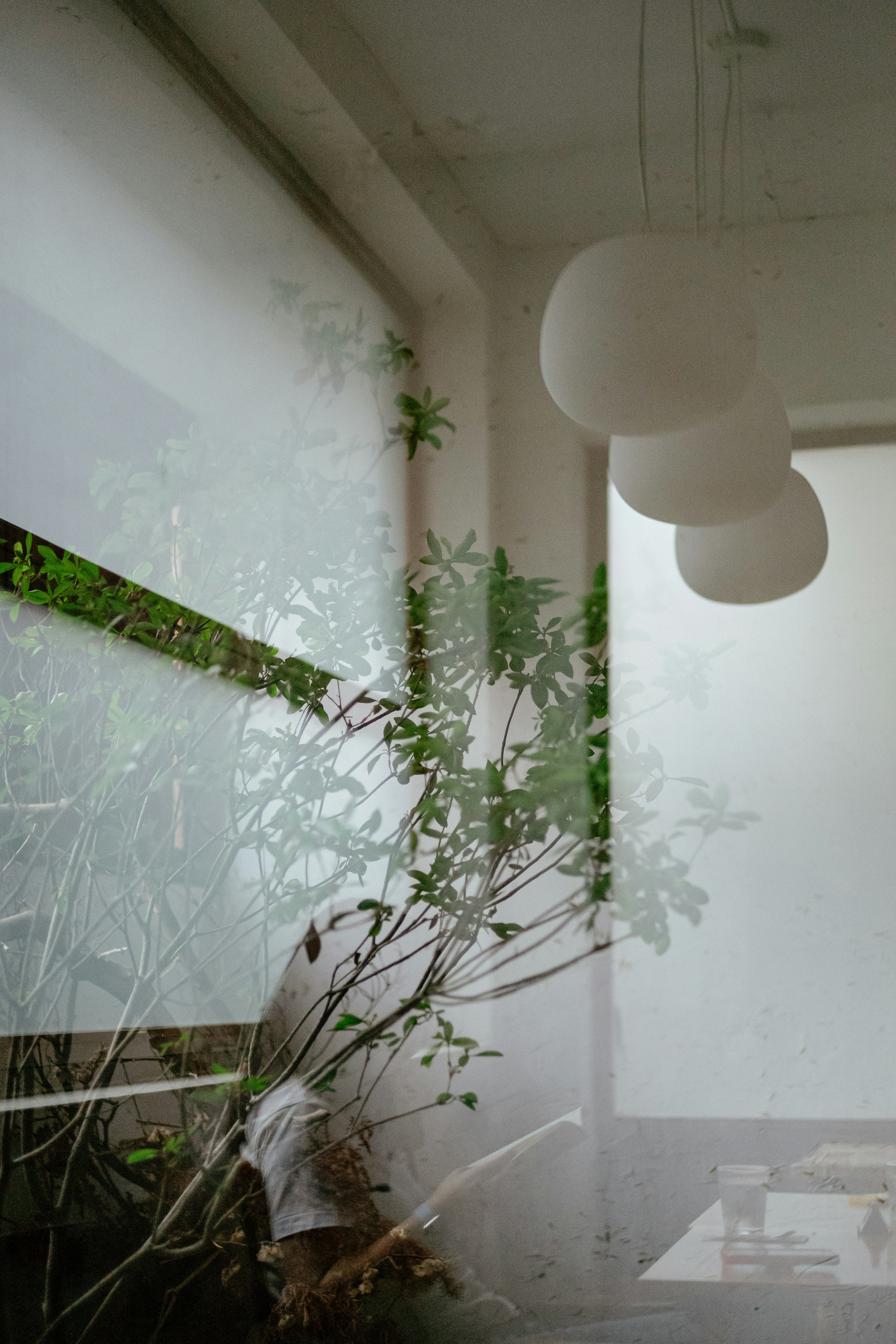 a plant in a room with white walls