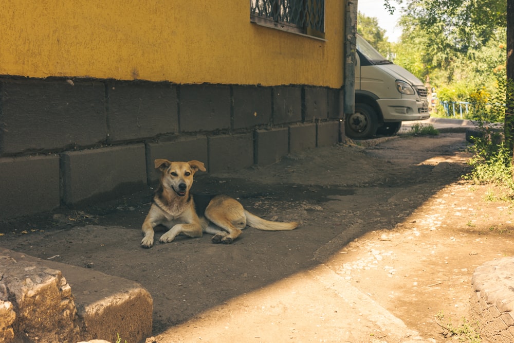 a dog laying on the ground in front of a building