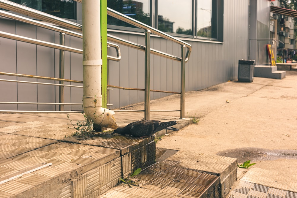 a bird is sitting on the steps outside of a building