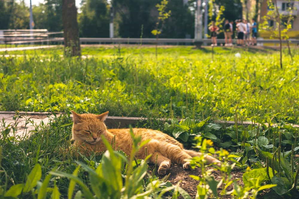 an orange cat laying in the grass in a park