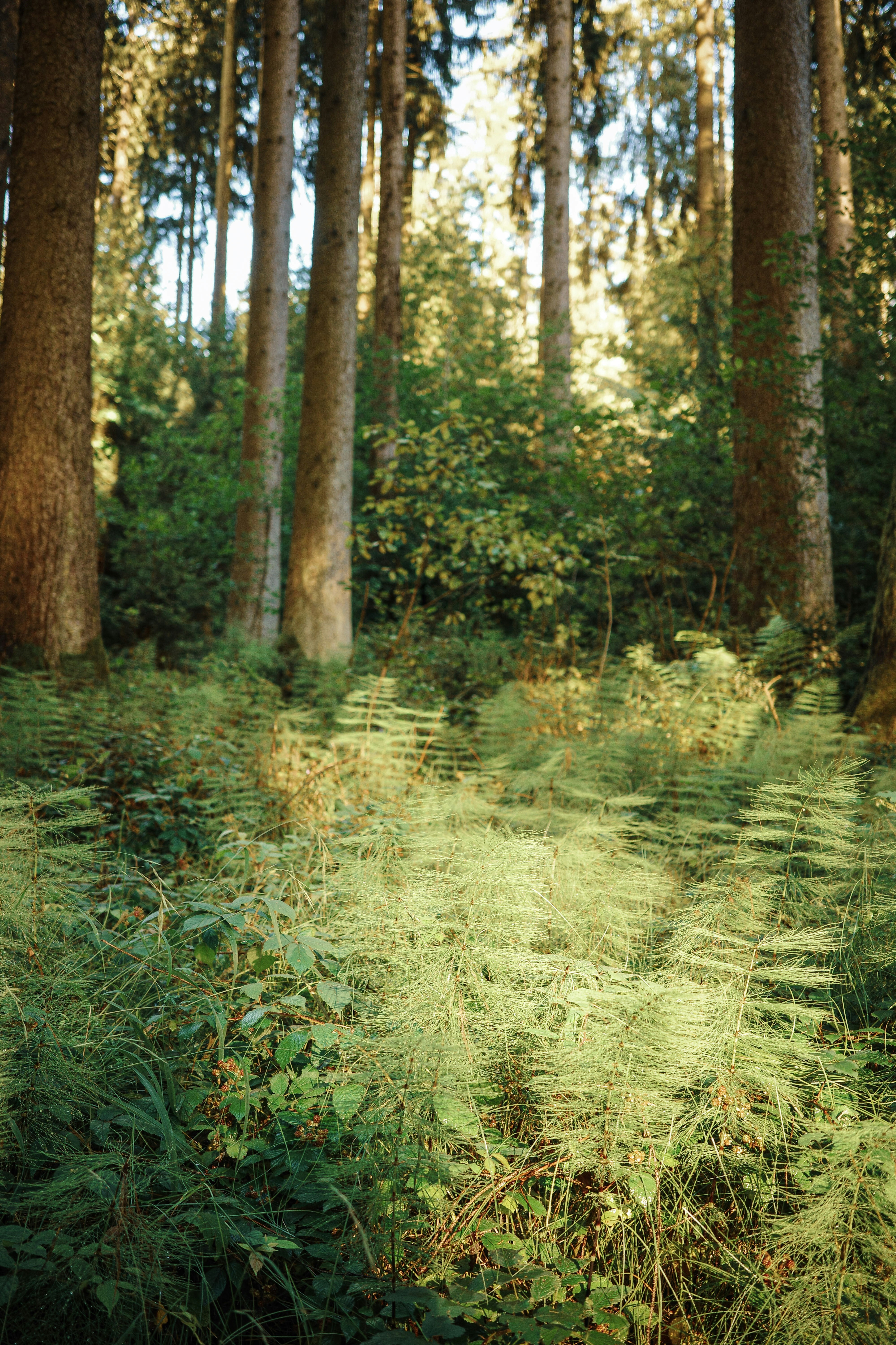 Ein üppig grüner Wald mit vielen Bäumen